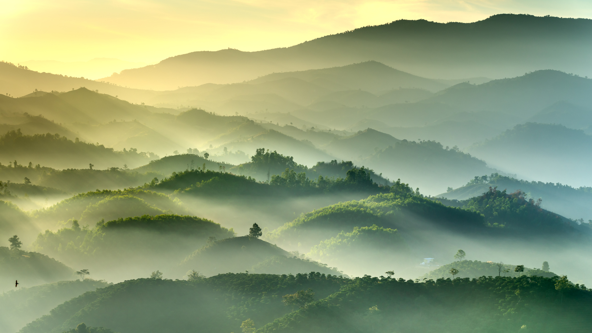 Alt: Sojourner Co. calming nature-inspired hero image with misty green mountains and morning light